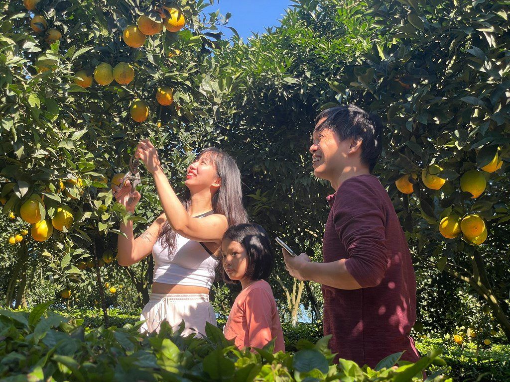 The Story Of The Birth Of Cam Ly Garden In Moc Chau – When Love Blossoms Into Sweet Oranges.