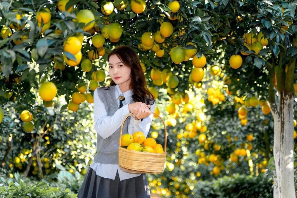 Visit Cam Ly Garden In Moc Chau – Experience Picking Oranges In A Golden Garden That Looks Like A Fairy Tale.