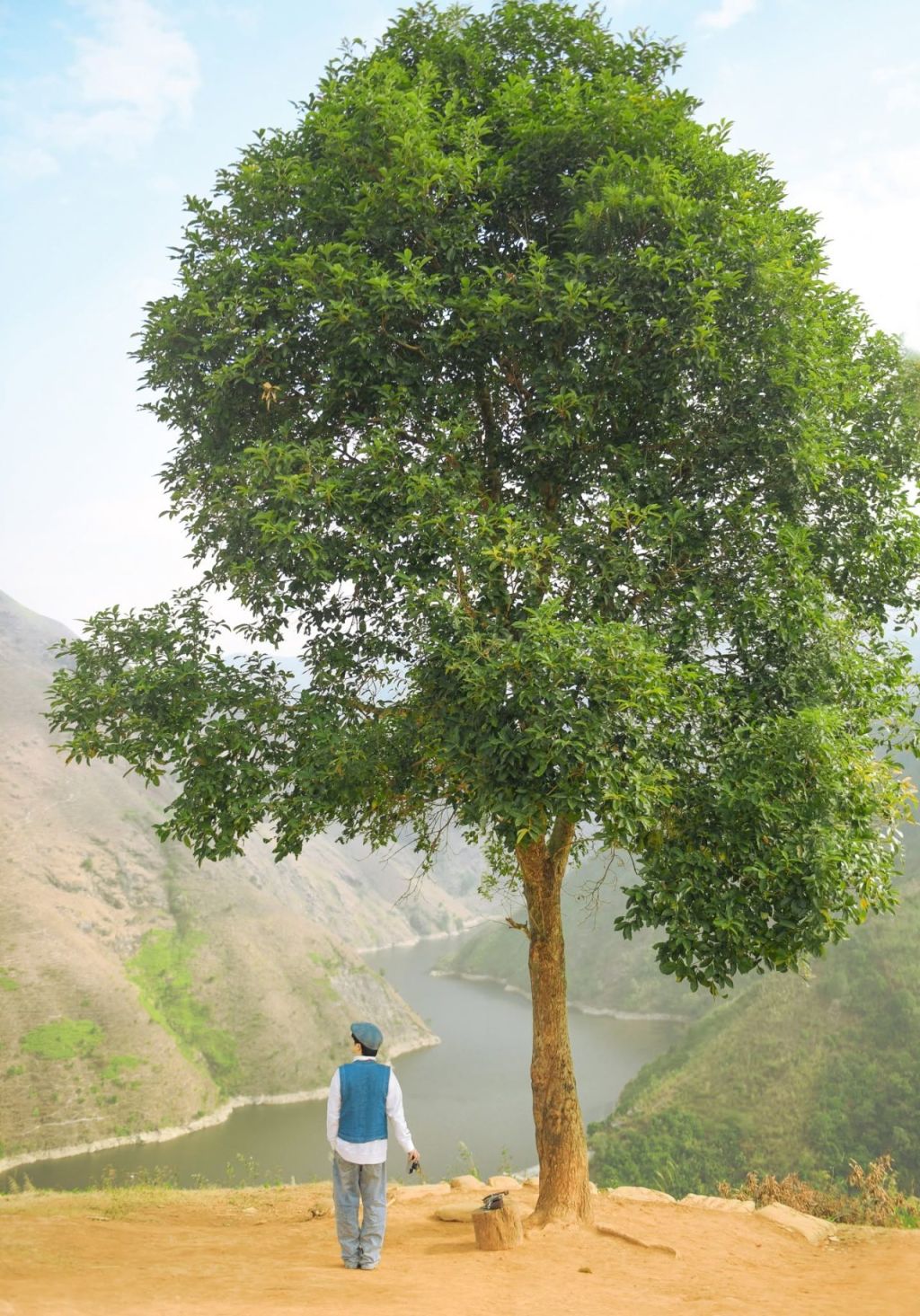 Lonely Tree Tà Xùa – A Picturesque Check-In Spot