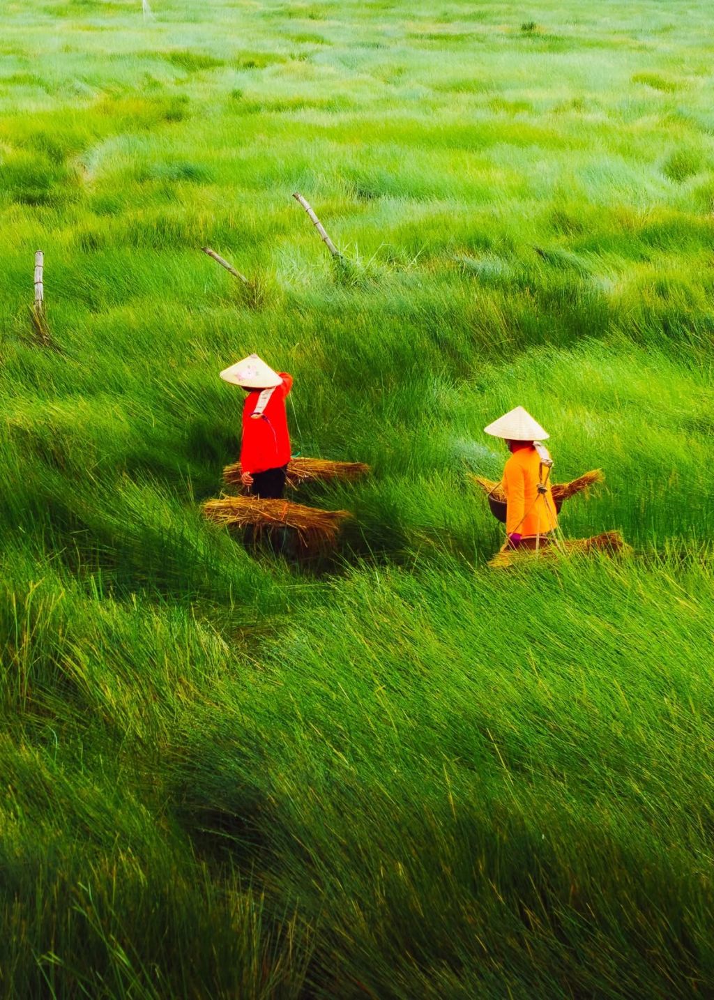 😱 Stunned By The Beauty Of The 'Endless Fields' In Da Nang 🏞️🌾 - 1