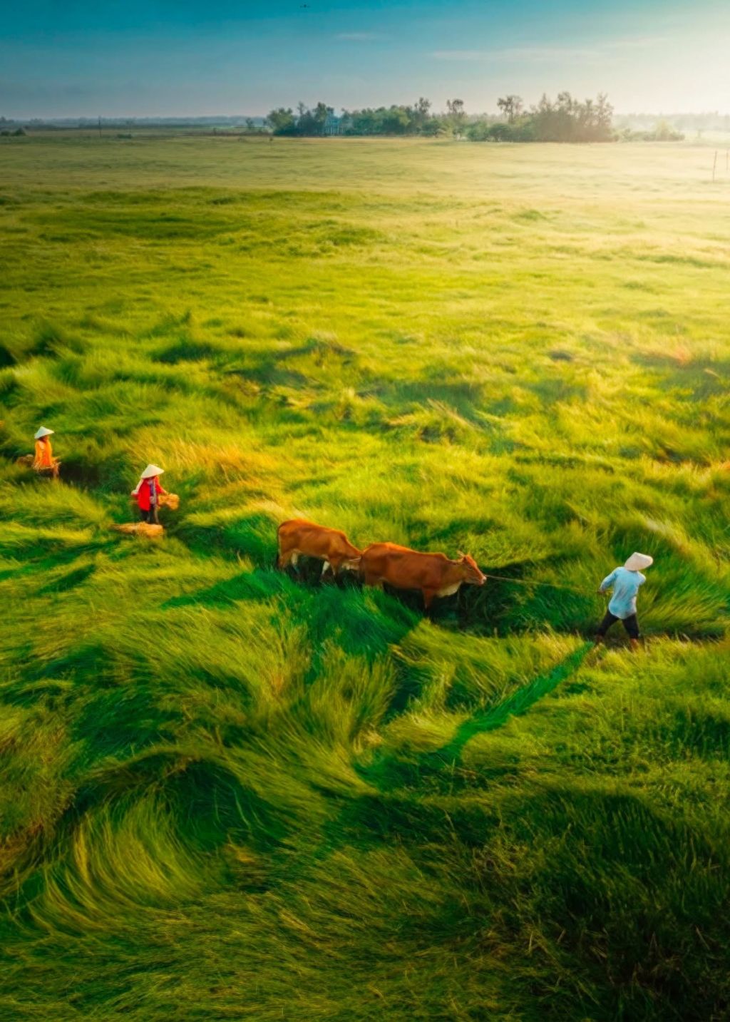 😱 Stunned By The Beauty Of The 'Endless Fields' In Da Nang 🏞️🌾 - 2
