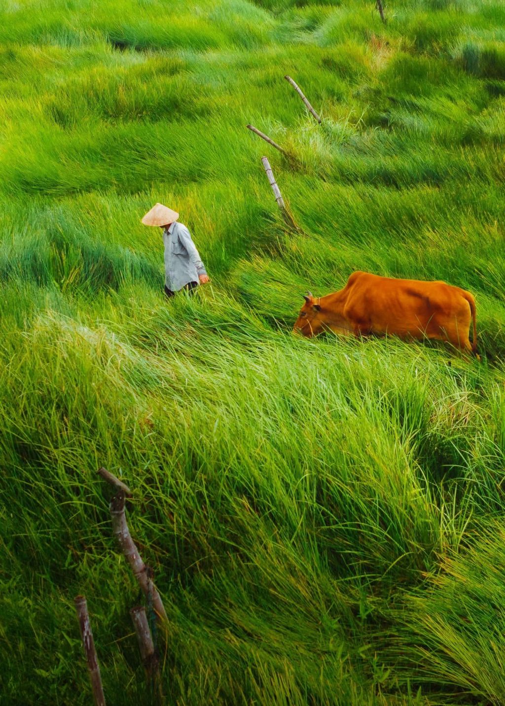 😱 Stunned By The Beauty Of The 'Endless Fields' In Da Nang 🏞️🌾 - 3