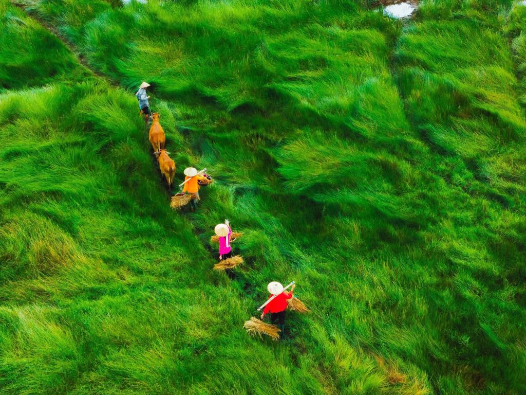 😱 Stunned By The Beauty Of The 'Endless Fields' In Da Nang 🏞️🌾 - 4