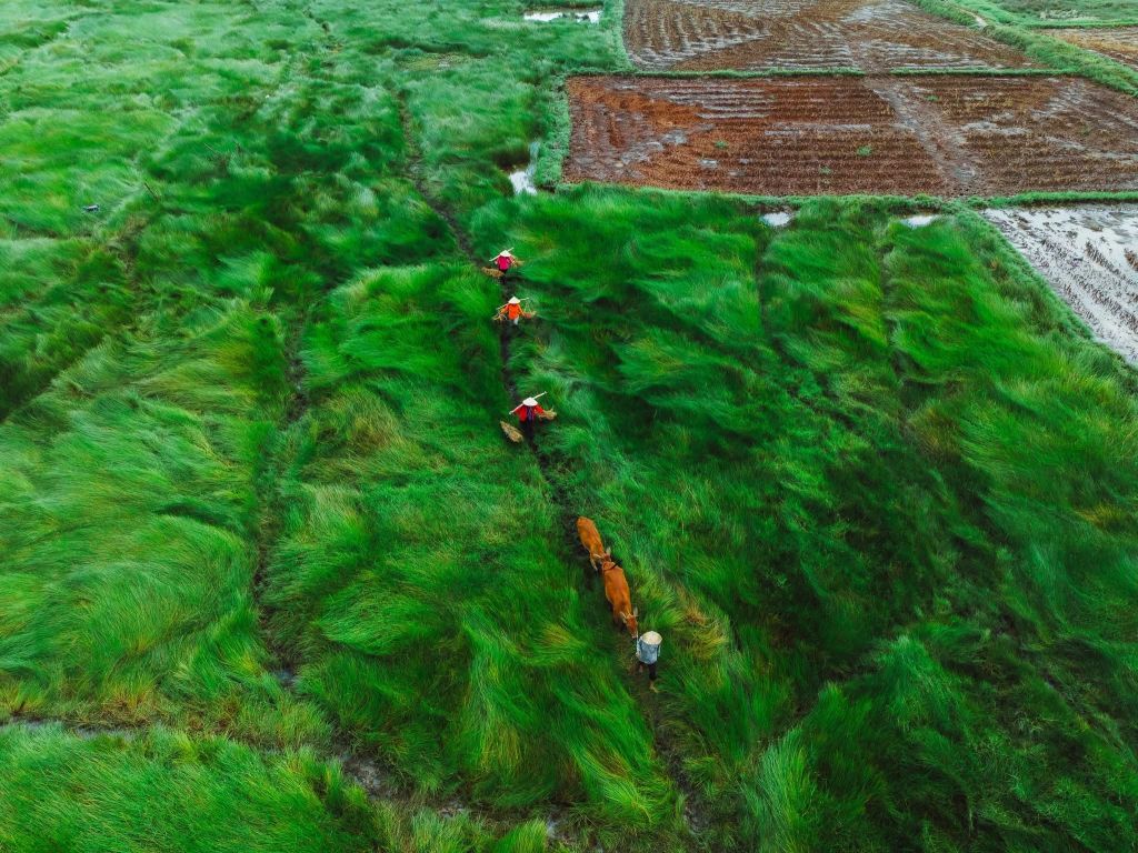 😱 Stunned By The Beauty Of The 'Endless Fields' In Da Nang 🏞️🌾 - ảnh 5