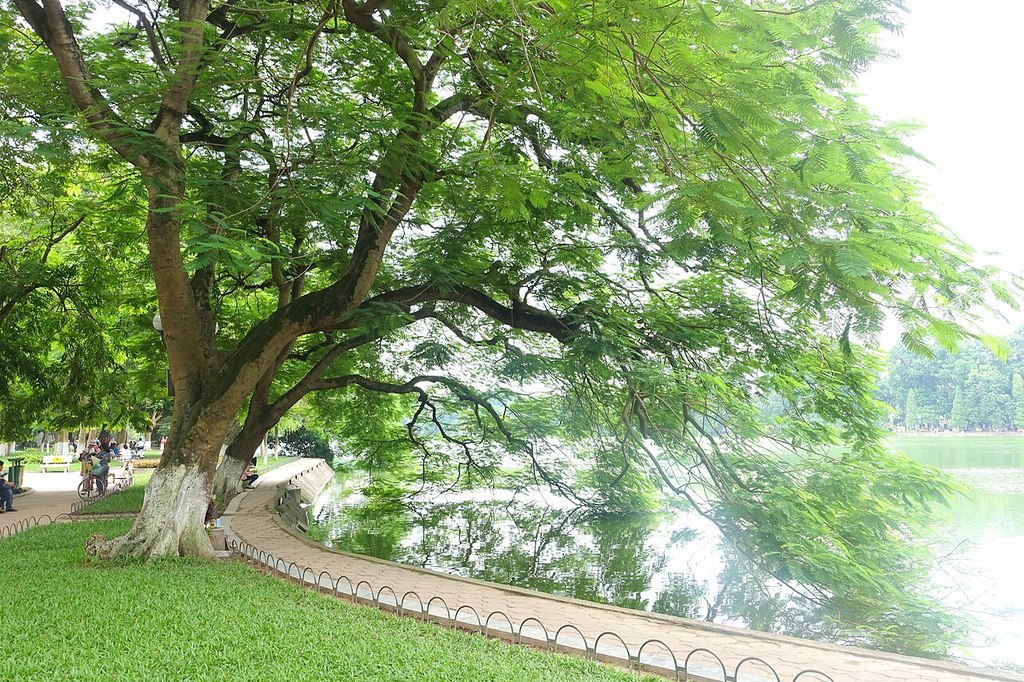 Chụp Hồ Gươm Với Hàng Cây Làm Tiền Cảnh - ảnh 5
